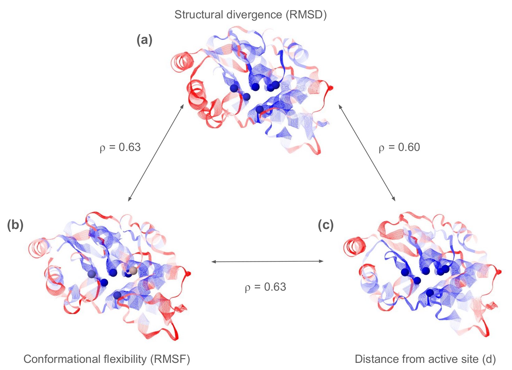 Structural divergence, conformational flexibility and distance from the active site, each correlated