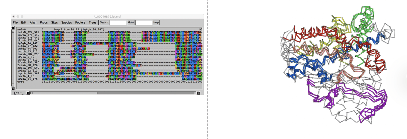A multiple sequence alignment viewer next to the corresponding structural superposition, coloured by conserved block